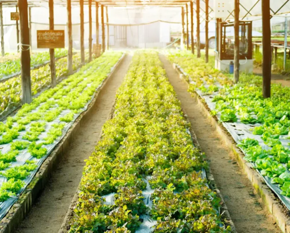 hydroponic-farming_600x600
